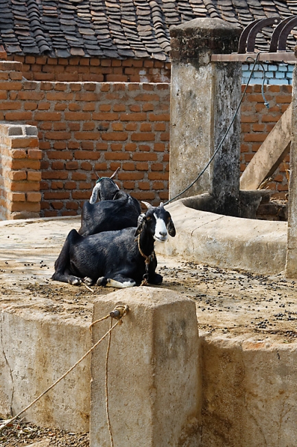 Sur la route d'Orchha-043